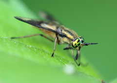 Chrysops frigidus