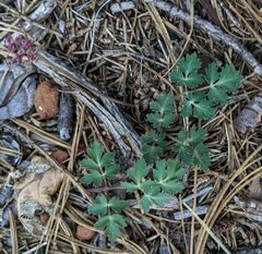 Tauschia glauca