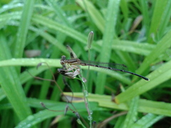 Platycnemis phyllopoda