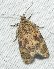 Olethreutes ferrolineana