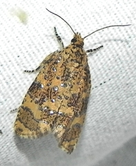 Olethreutes ferrolineana