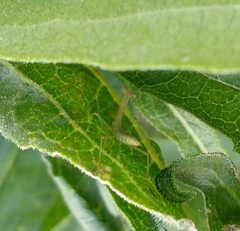 Stagmomantis carolina