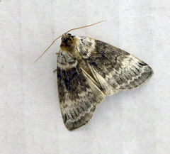 Tetheella fluctuosa