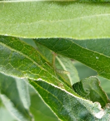Stagmomantis carolina