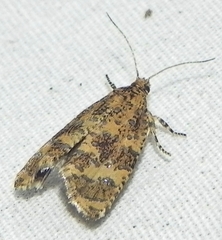 Olethreutes ferrolineana
