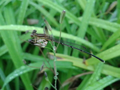 Platycnemis phyllopoda
