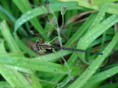 Platycnemis phyllopoda