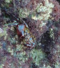 Pachygrapsus transversus