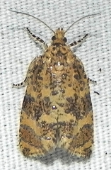Olethreutes ferrolineana