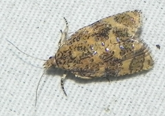 Olethreutes ferrolineana