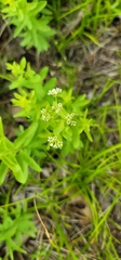 Comandra umbellata umbellata