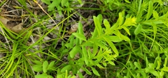 Comandra umbellata umbellata