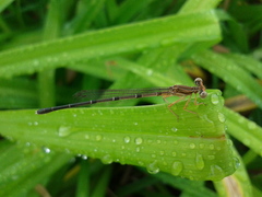 Platycnemis phyllopoda