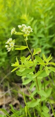 Comandra umbellata umbellata