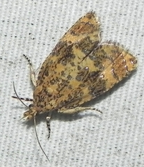 Olethreutes ferrolineana