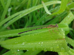 Platycnemis phyllopoda