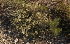 Hermannia holosericea