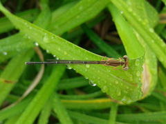 Platycnemis phyllopoda