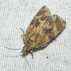 Olethreutes ferrolineana