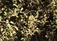 Hermannia holosericea