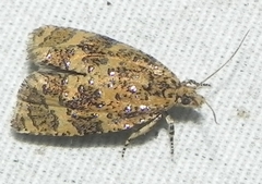 Olethreutes ferrolineana