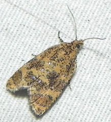 Olethreutes ferrolineana
