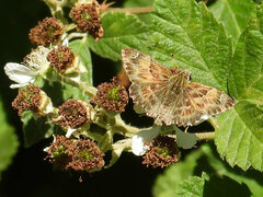 Carcharodus alceae