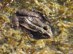 Pelophylax ridibundus