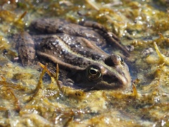Pelophylax ridibundus