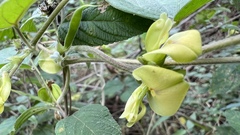 Macrotyloma axillare