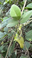 Macrotyloma axillare