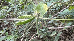 Macrotyloma axillare