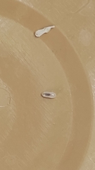 Paratrechina longicornis