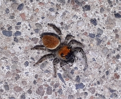 Phidippus whitmani