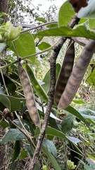 Macrotyloma axillare