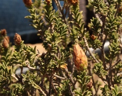 Pteronia hutchinsoniana