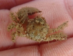 Pachycheles pubescens