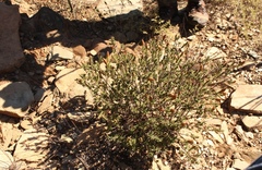 Pteronia hutchinsoniana