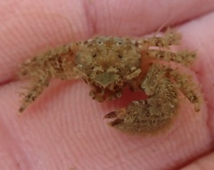 Pachycheles pubescens