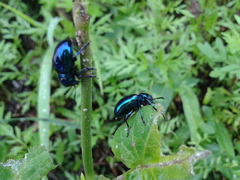 Chrysochus chinensis