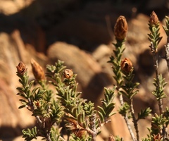 Pteronia hutchinsoniana