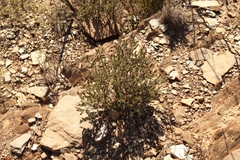 Pteronia hutchinsoniana