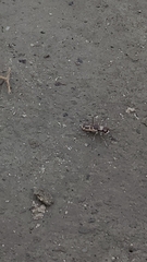 Cephalota chiloleuca