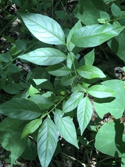 Rhamnus lanceolata glabrata