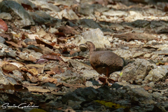 Crypturellus cinnamomeus