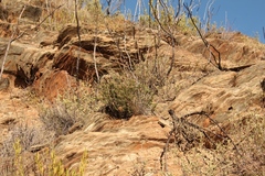 Pteronia hutchinsoniana