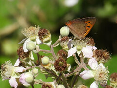 Lycaena phlaeas