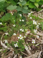 Cardamine caldeirarum