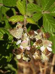 Lycaena tityrus
