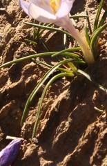 Syringodea longituba violacea